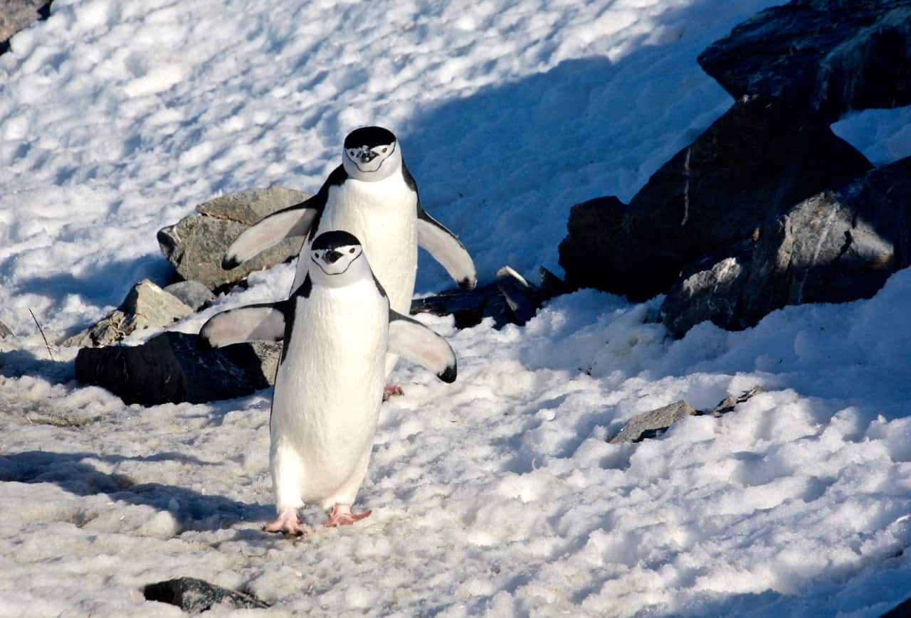 Two chinstrap penguins waddle in unison at Half Moon Bay in Antarctica.