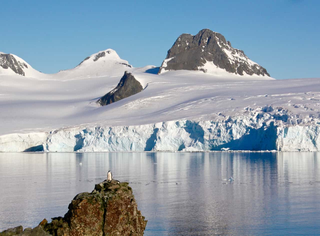 A single gentoo penguin sits on a rock overlooking water, with a beautiful panorama of snow and ice rising in the background.