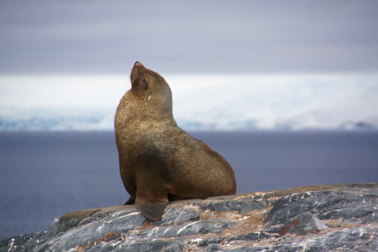An Antarctic fur seal rests on a rock at Mikkelson Harbour in Antarctica.
