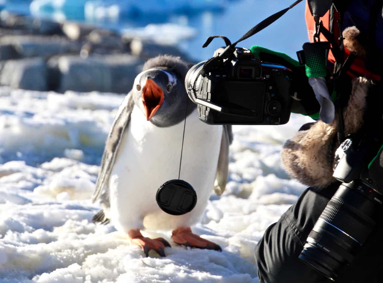 A gentoo penguin chick squawks at a camera on Petermann Island in Antarctica.