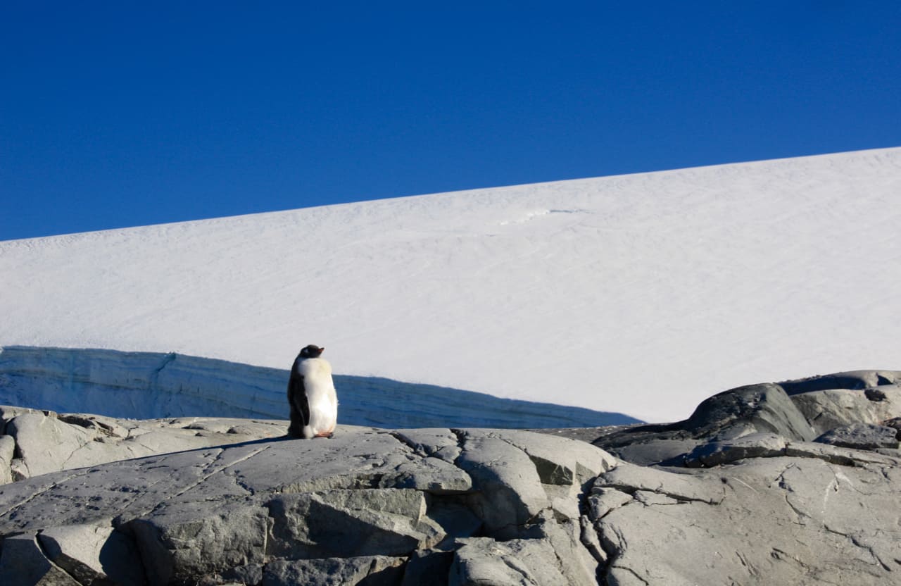 30 Photos Of Antarctica: A gentoo penguin chick sits on a rock with white glacier and blue sky in the background.
