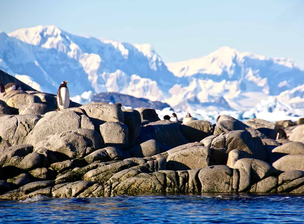 A lone penguin sits on rocks with soaring snow-covered mountains in the background.