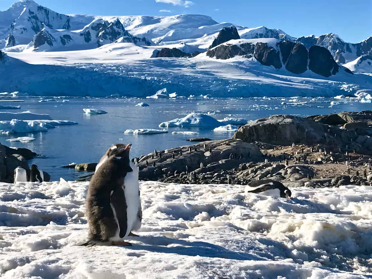 Two Gentoo penguin chicks snuggle for warmth overlooking the bay at Petermann Island, a classic image of Antarctica.