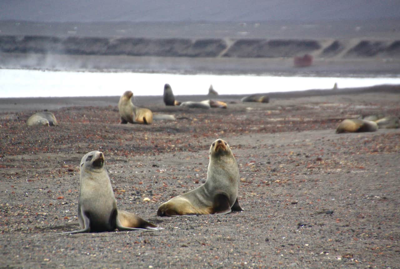 Juvenile male fur seals pose territorially on the black sand beach at Whaler's Bay.