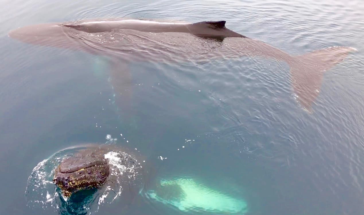 Two humpback whales approach an Antarctic expedition ship, one of them spy-hopping to get a better view. 