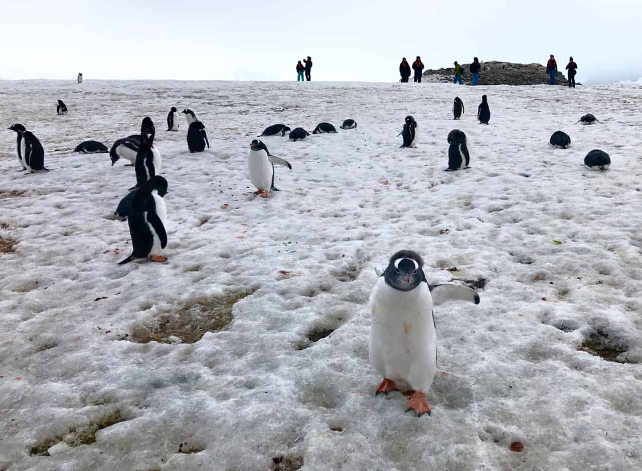 Visiting Antarctica in March still has plenty to offer, like scruffy gentoo penguin chicks by the dozen.