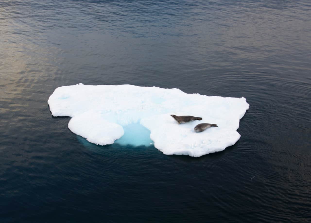 Two crabeater seals rest on a flat iceberg in Antarctica.
