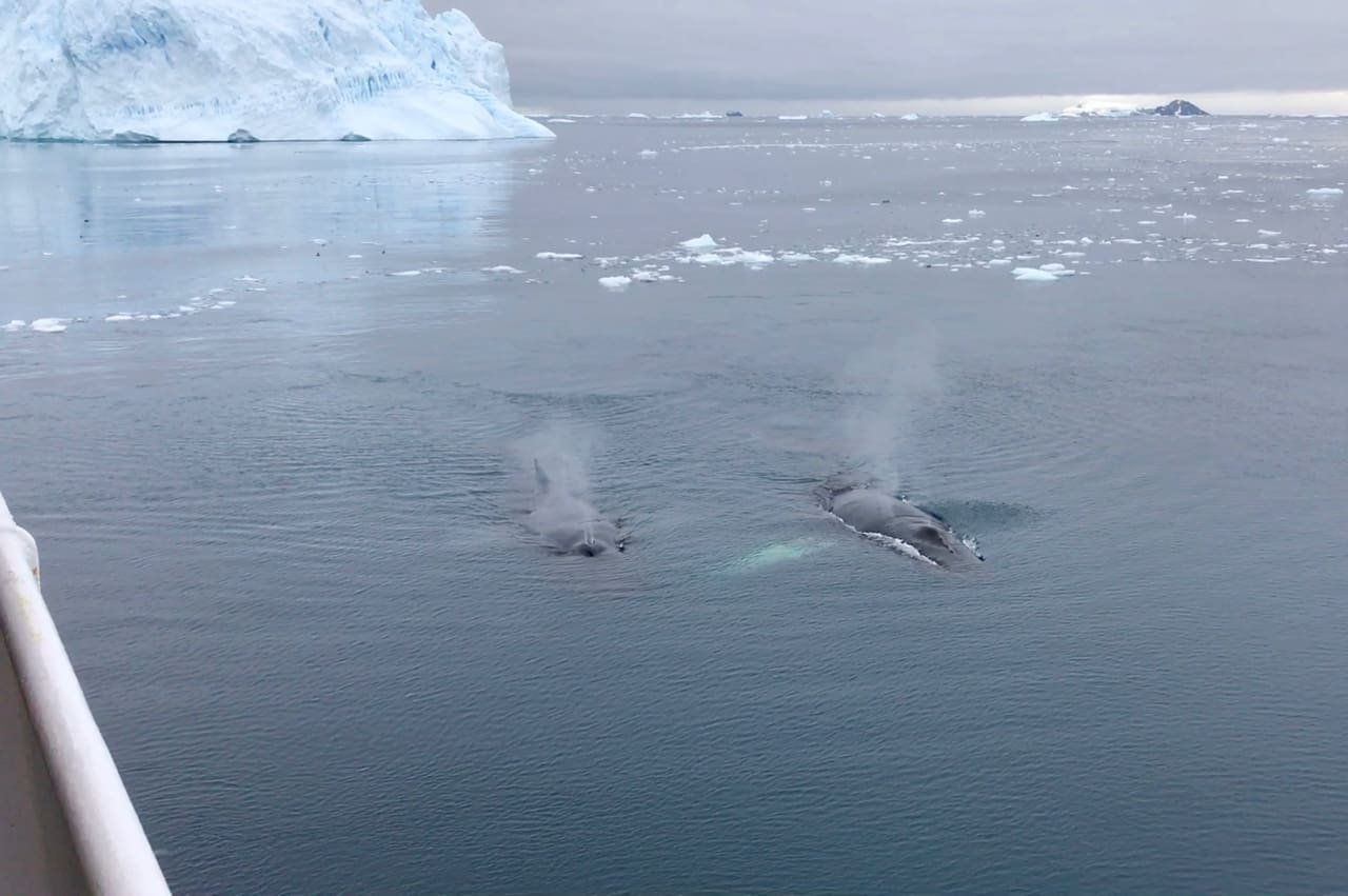 Two humpback whales cruise towards an expedition ship in Antarctica.