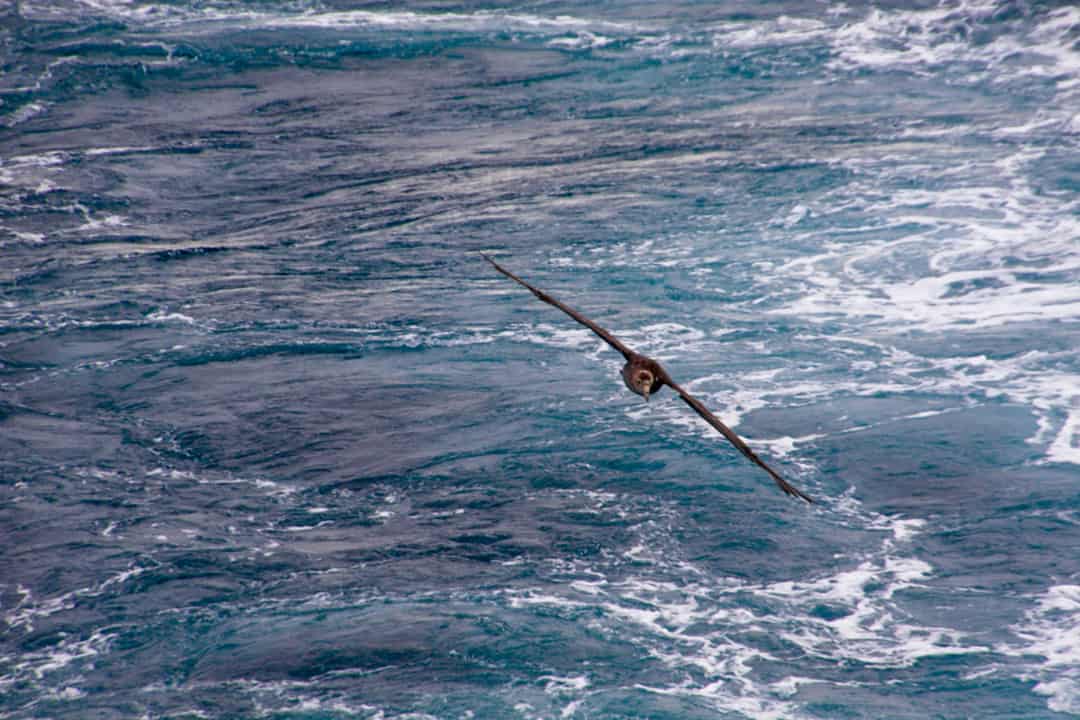Albatross Are A Regular Sight On An Antarctica Cruise.