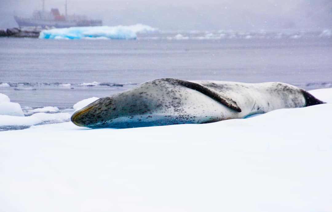 An Antarctic Leopard Seal Chills On An Iceberg.