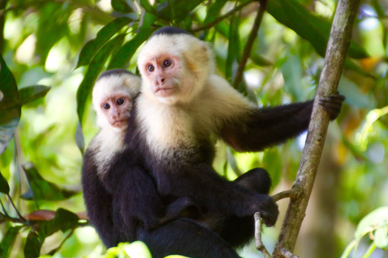  et par capuchinaber som henger på en gren Ved Manuel Antonio Nasjonalpark