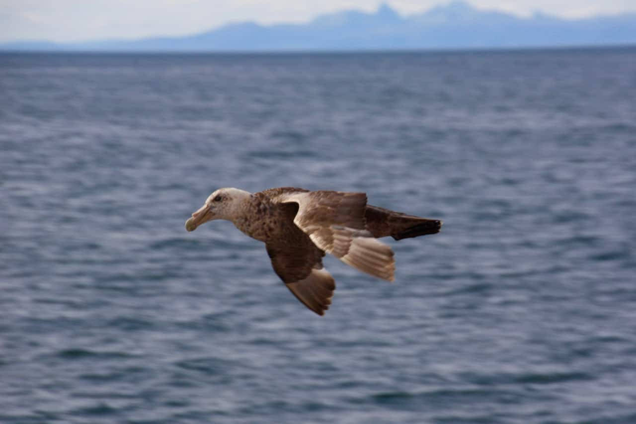 Antarctic wildlife - Visit Antarctica - Giant Petrel