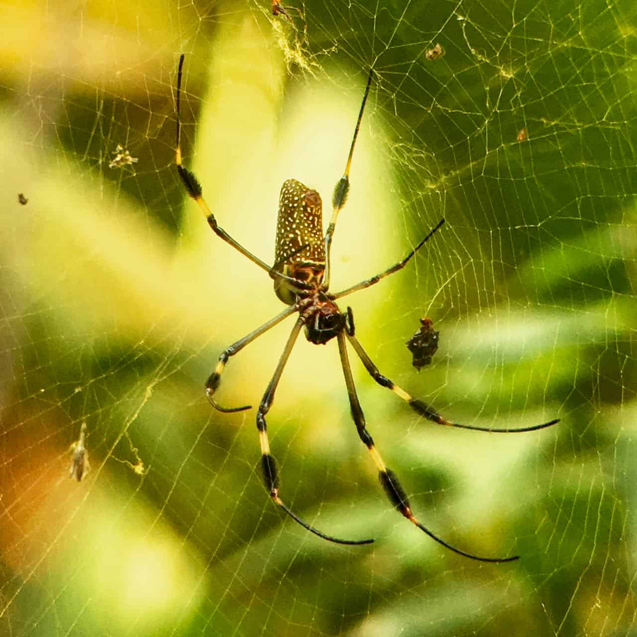 egy arany gömbpók ebédre vár a Manuel Antonio Nemzeti Parkban