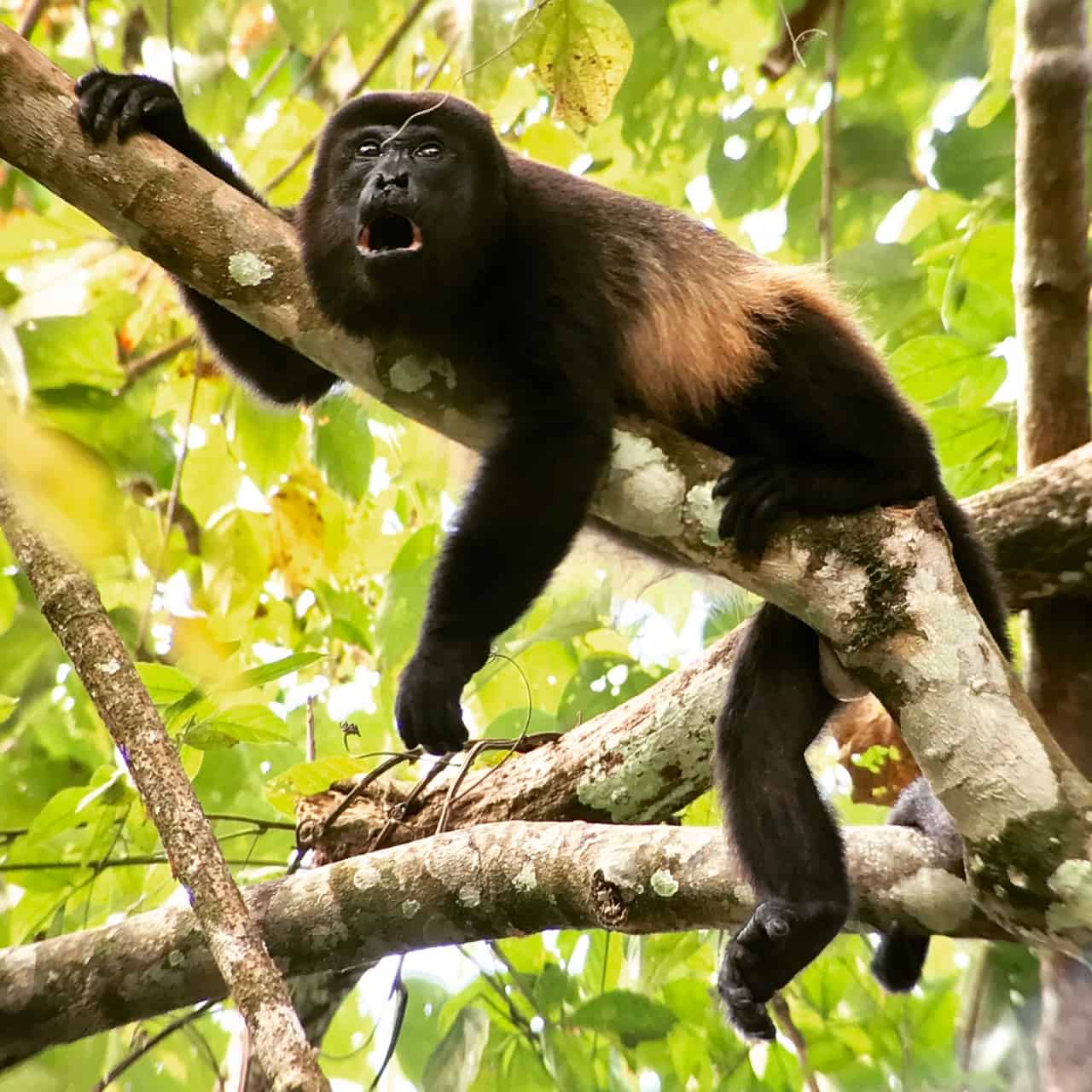 Ulvova apina roikkuu oksalla Manuel Antoniossa Costa Rican puistossa.