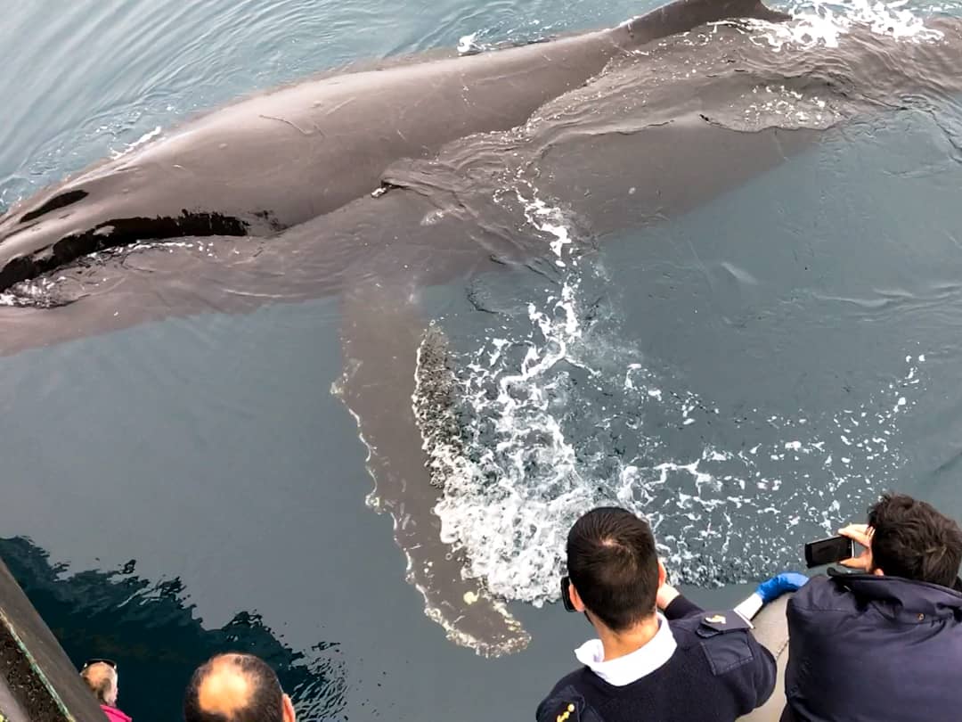 A HumpBack Whale Hangs Out At The Stern Of Our Antarctica Cruise Ship.