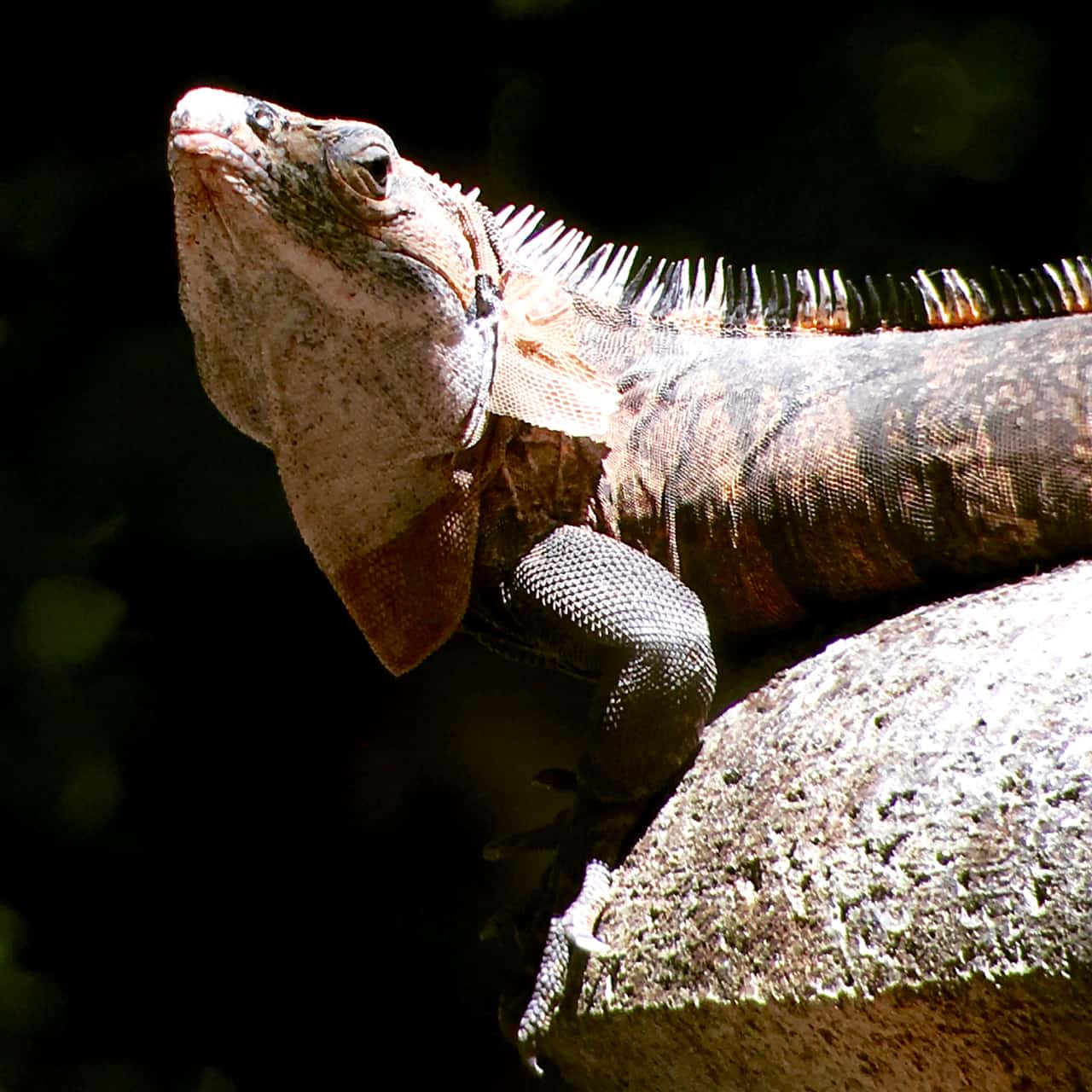 uma iguana suns em si mesmo no Parque Nacional Manuel Antonio 
