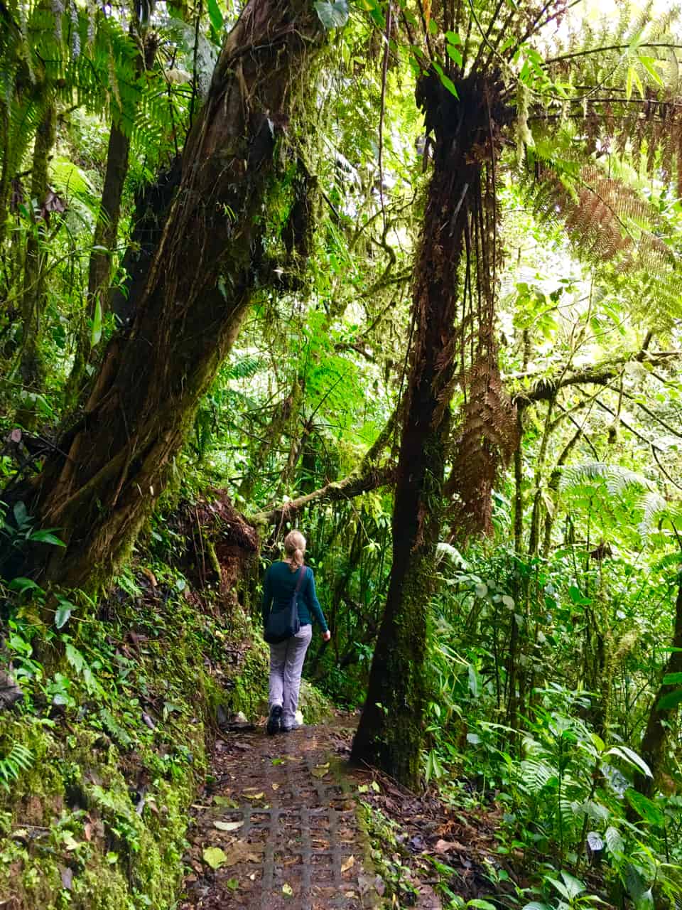  en vandrare utforskar Monteverde Cloud Forest, En av de bästa parkerna i Costa Rica.
