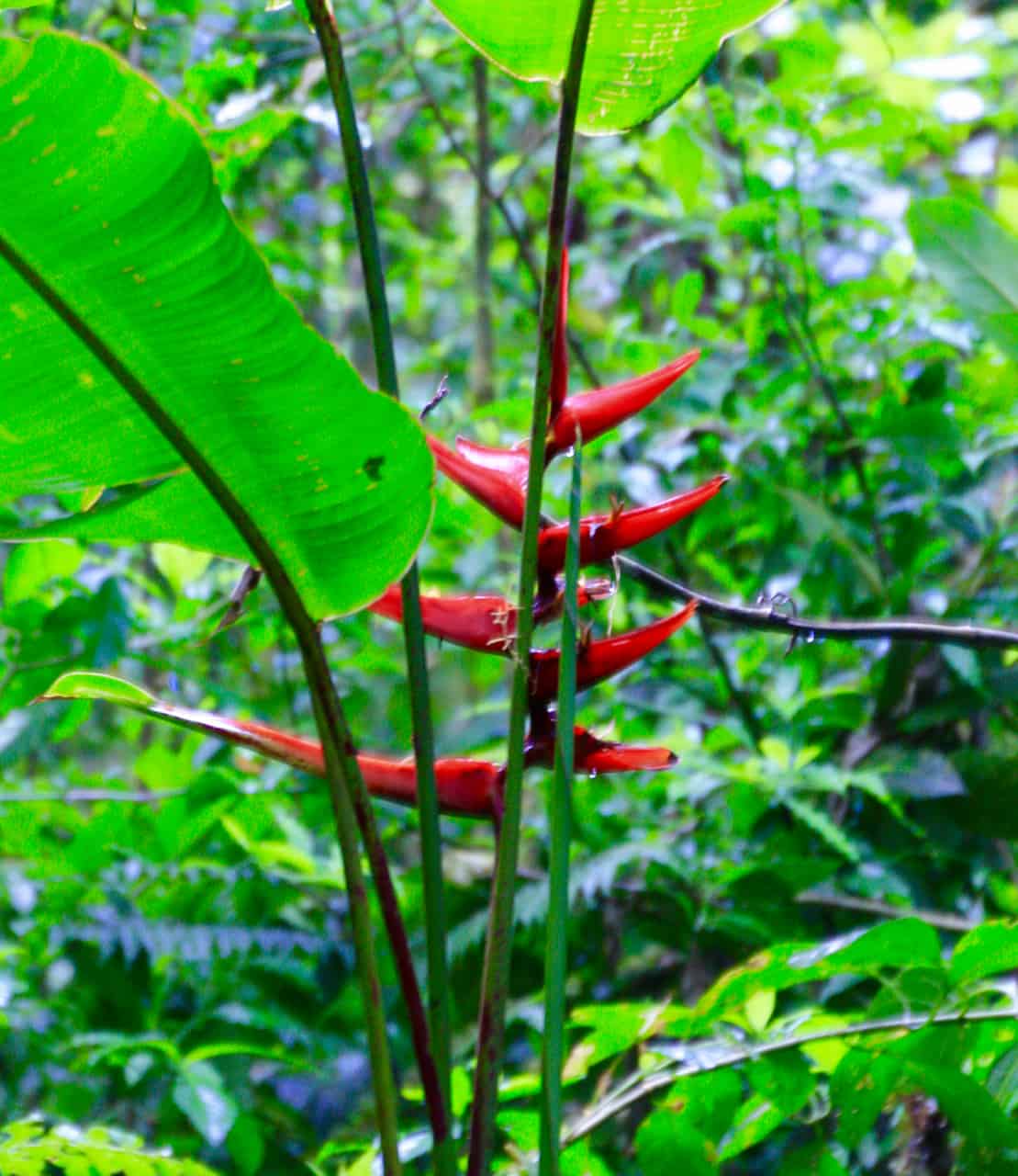  Un lampo di colore cattura l'occhio nella Foresta Pluviale di Monteverde.