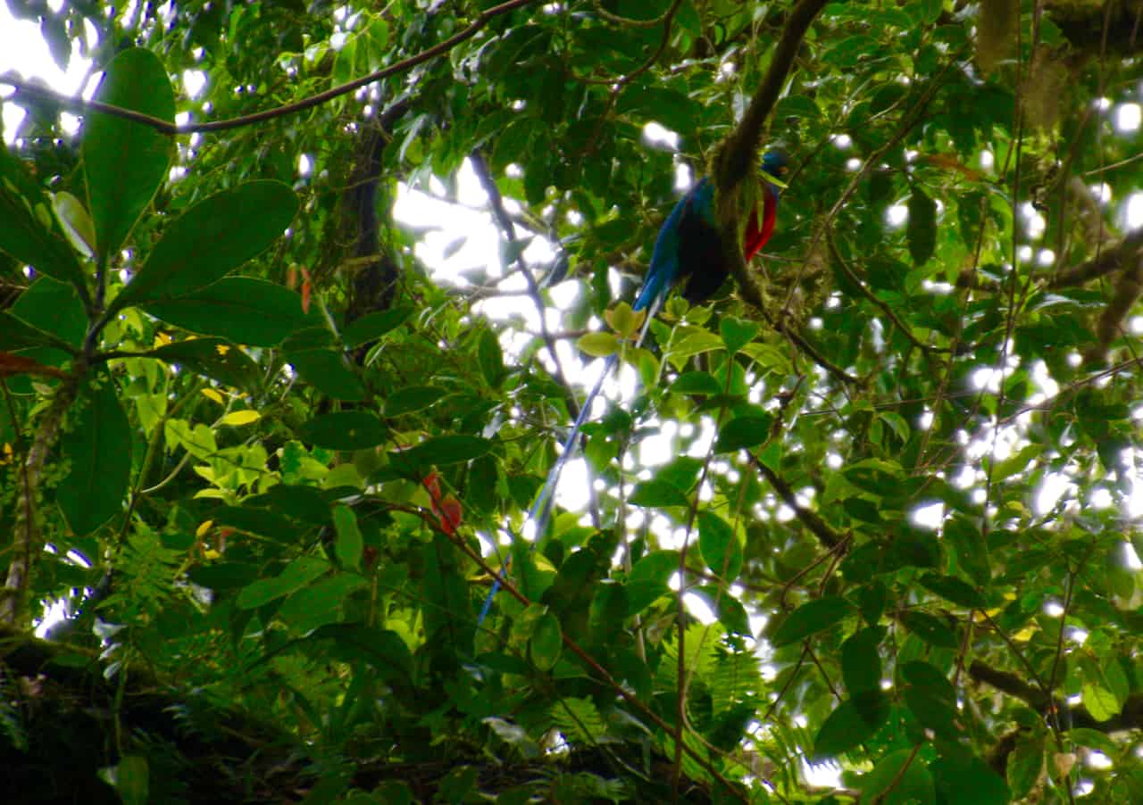 en blyg quetzal sittpinnar i trädkronorna på Monteverde Cloud Forest.