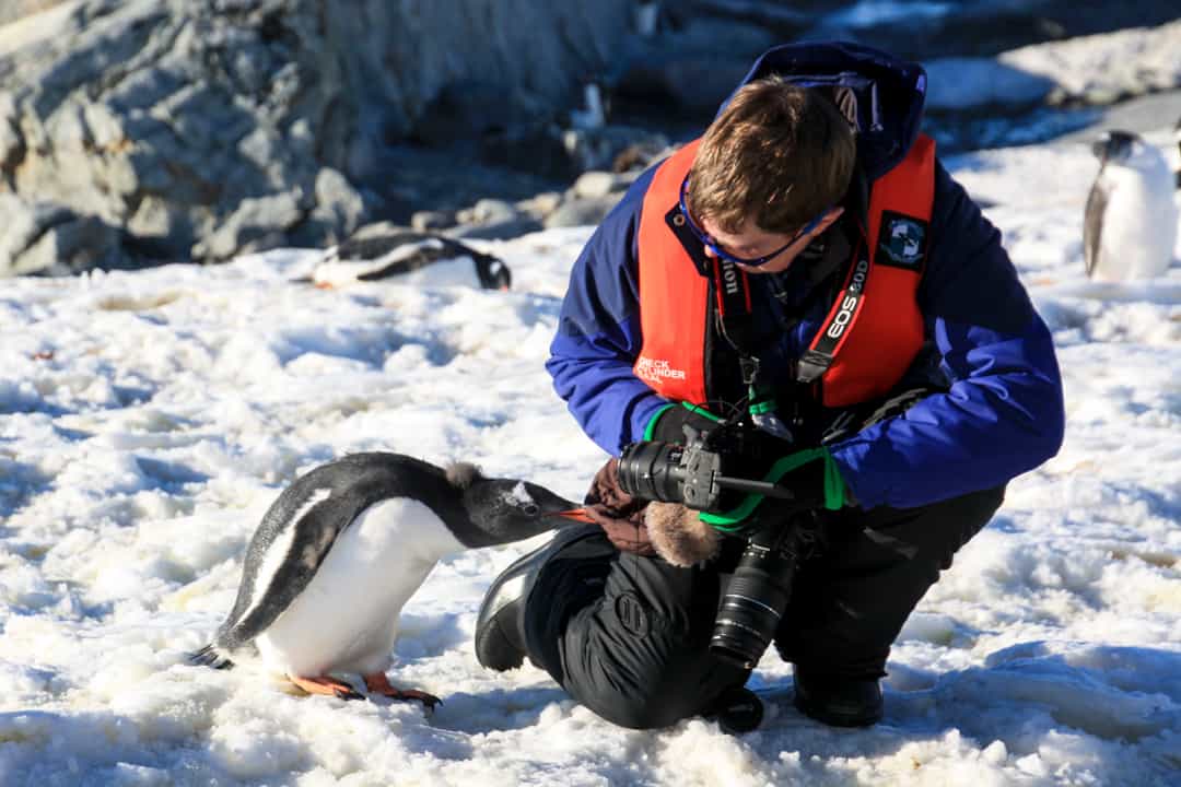 A Curious Penguin Chick In Antarctica.