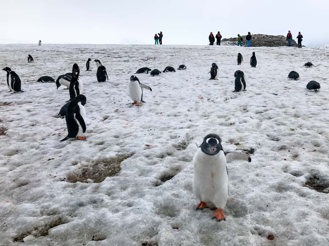 Penguin Chicks In The Snow In Antarctica.