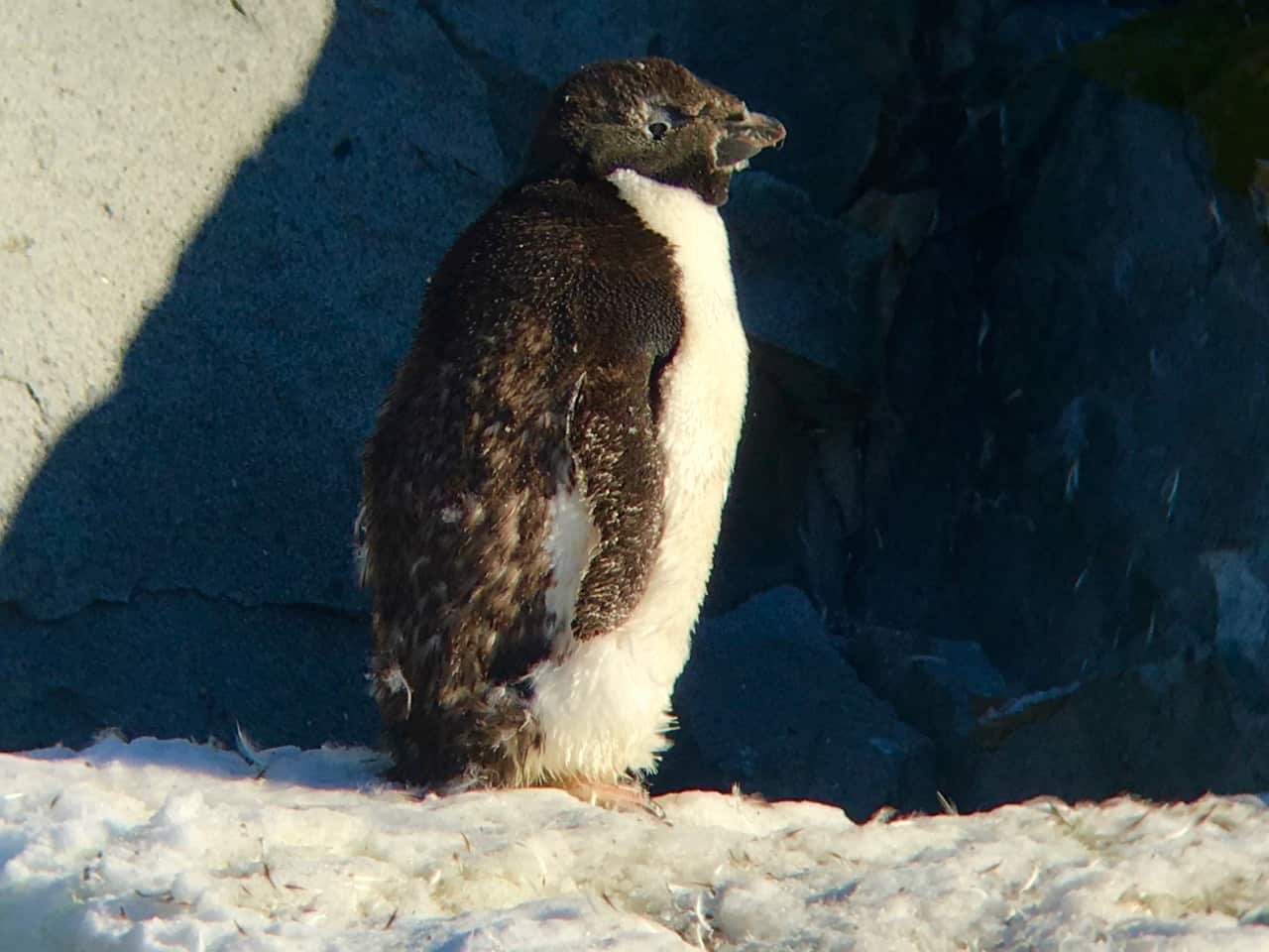 Antarctic wildlife - Adélie penguin on Petermann Island (2)