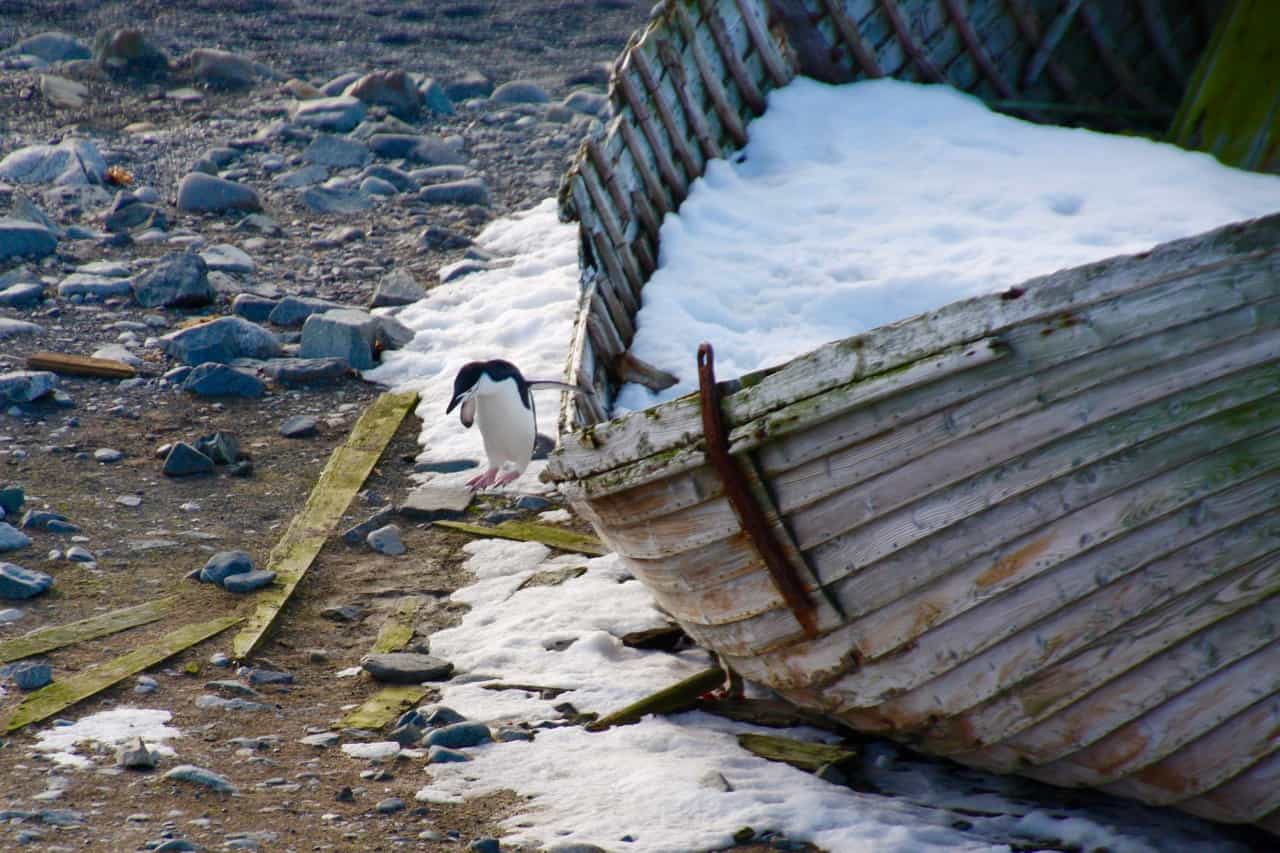 Antarctic wildlife - A chinstrap penguin chick jumps off an old abandoned whaling boat