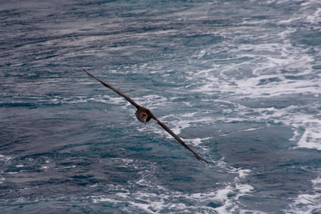 Antarctic wildlife - Albatross