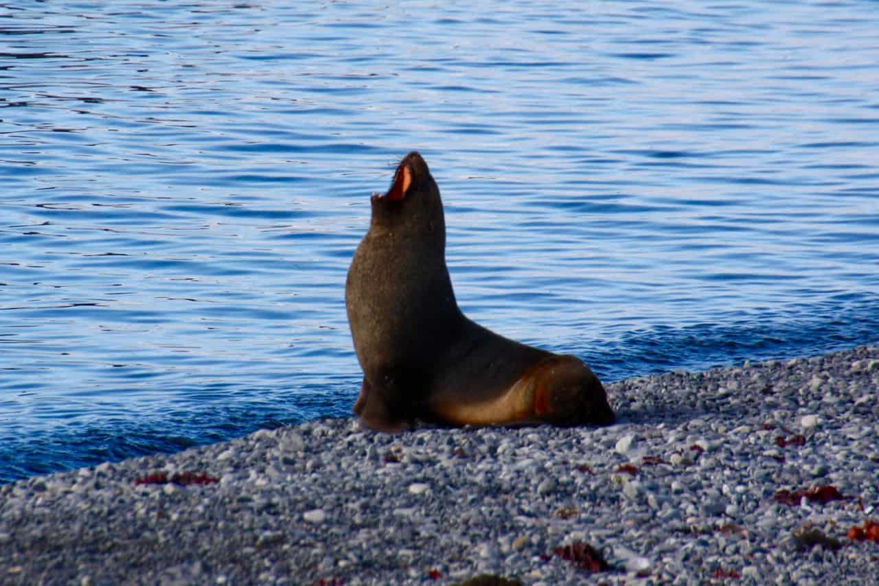 Antarctic wildlife - An Antarctic fur seal bears his teeth