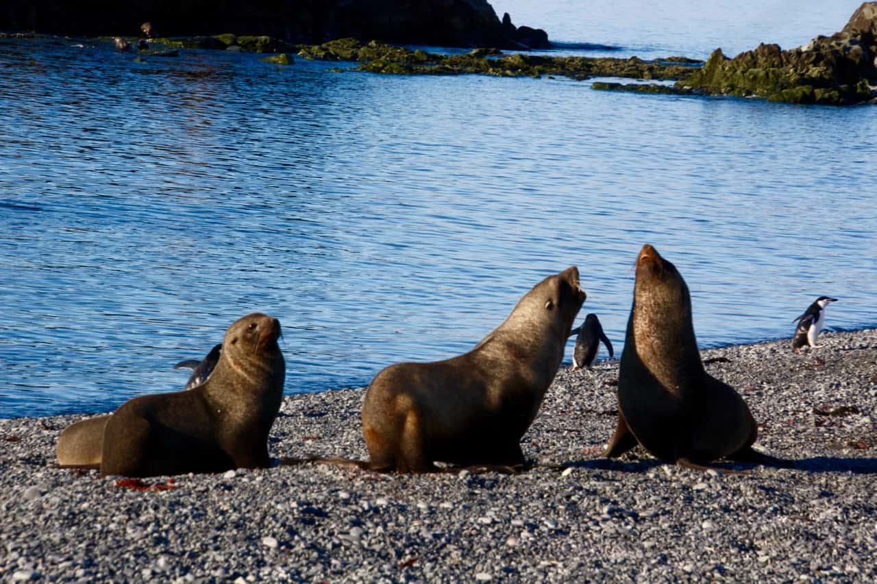 Antarctic wildlife - Antarctic Fur Seals Jostling on a Beach