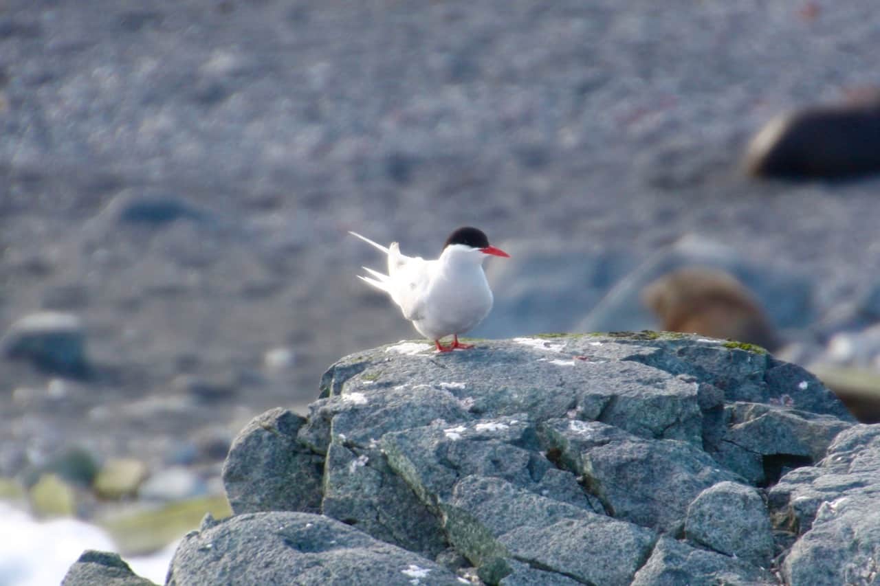 Antarctic wildlife - Antarctic tern sitting on a rock
