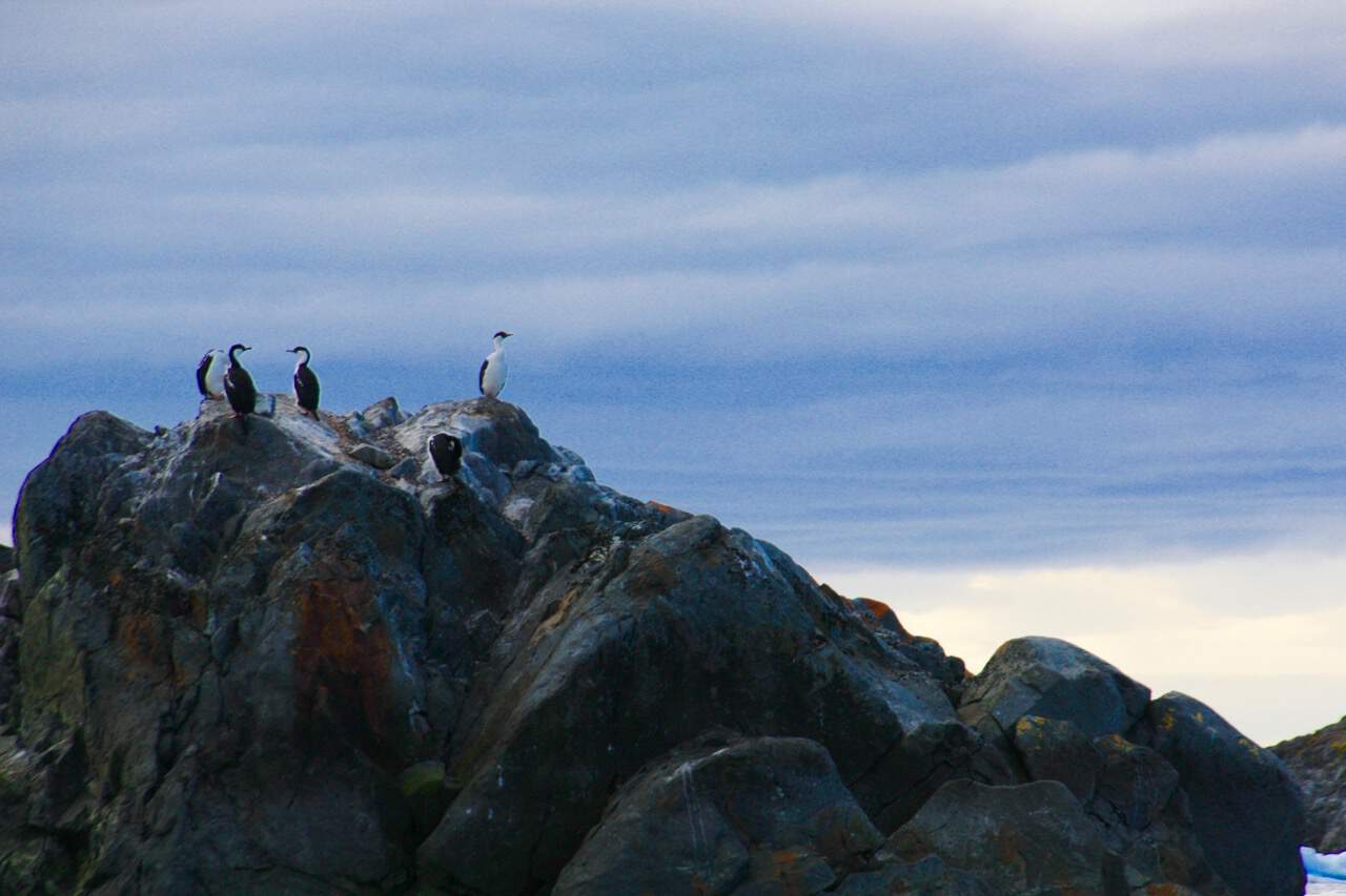 Antarctic wildlife - A group of blue eyed shags sit on a rocky outcrop in Antarctica