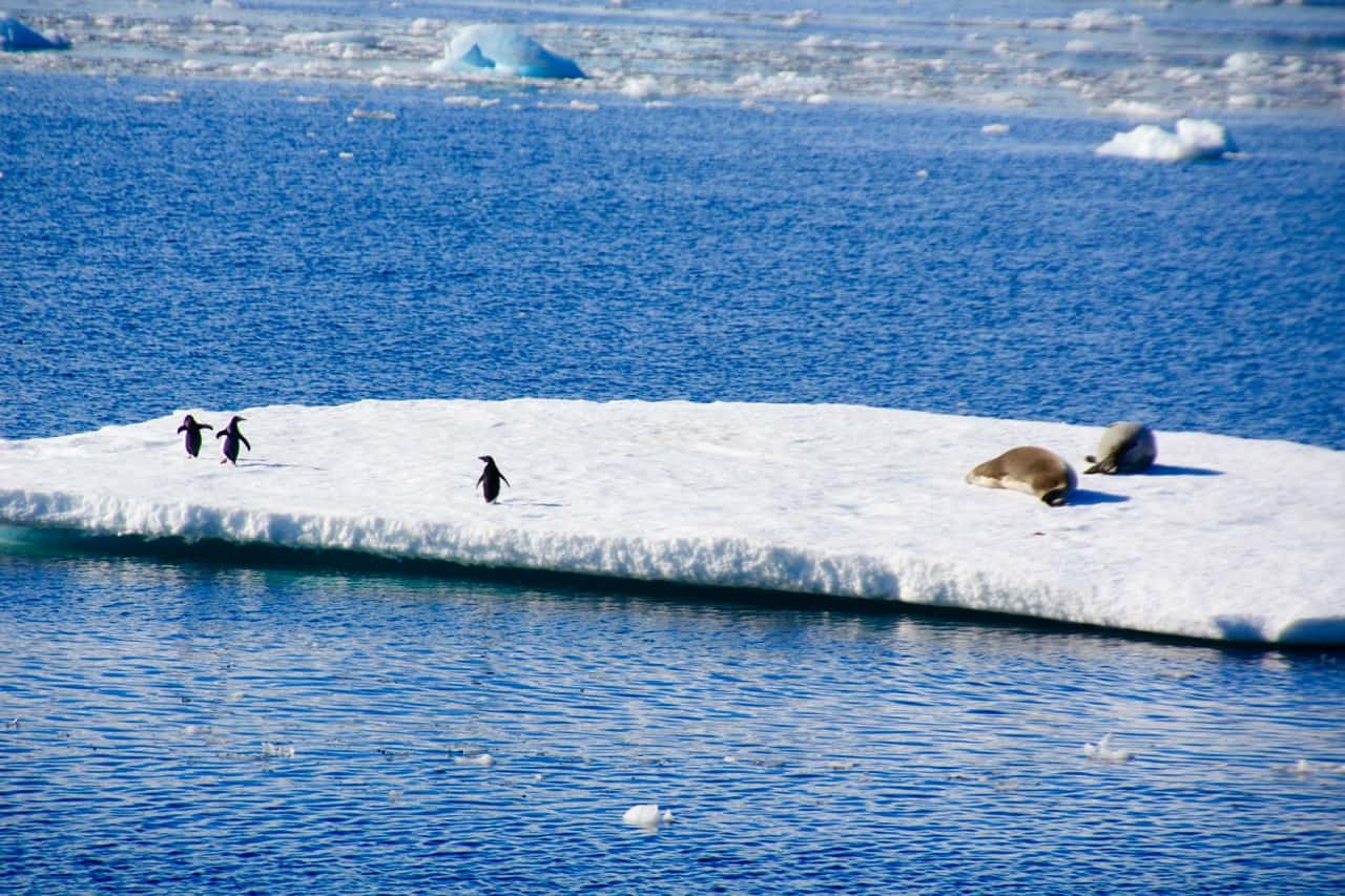 Antarctic wildlife - Crabeater Seals and Penguins take a ride on an Iceberg