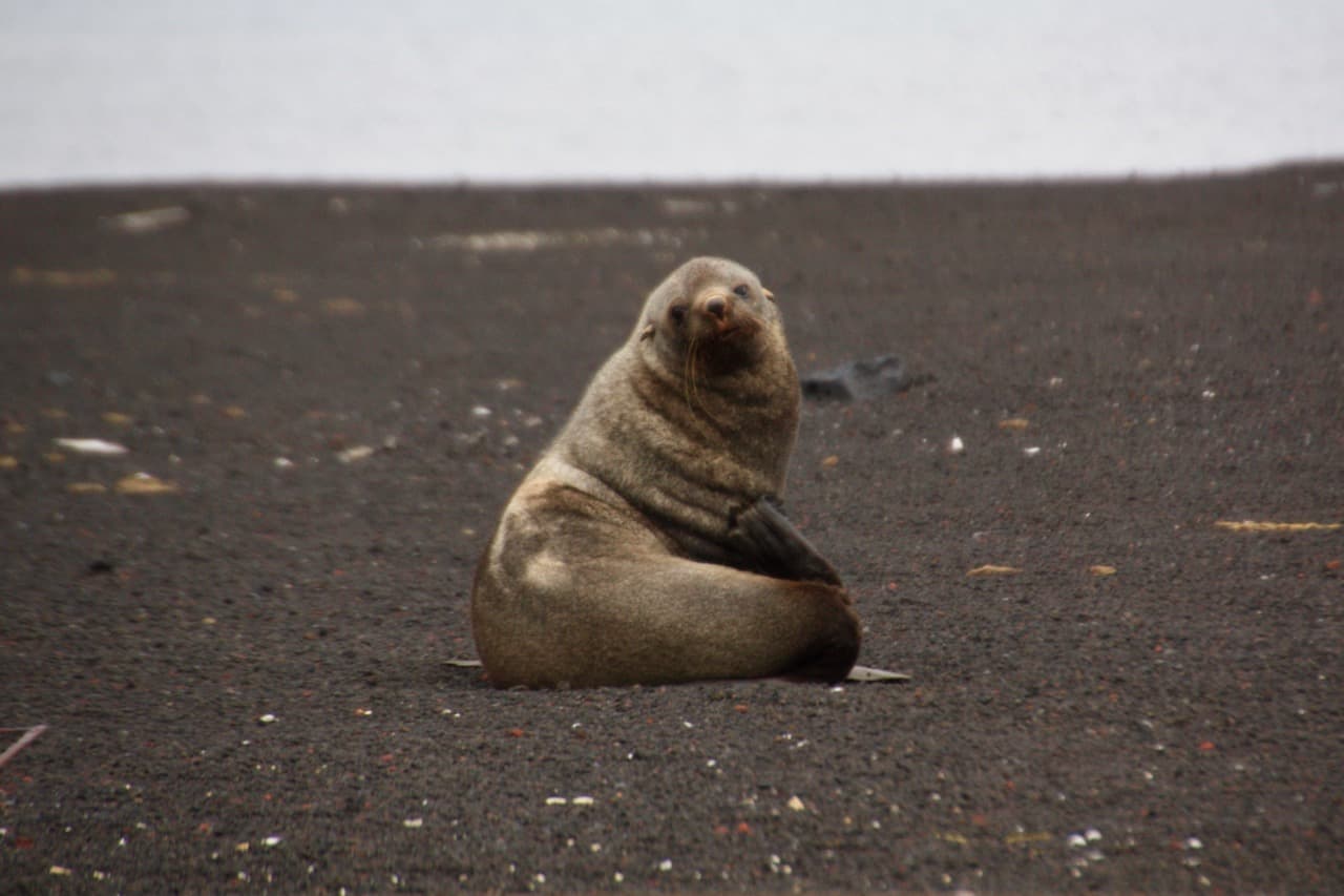 Antarctic wildlife - A cute Antarctic fur seal at Deception Island
