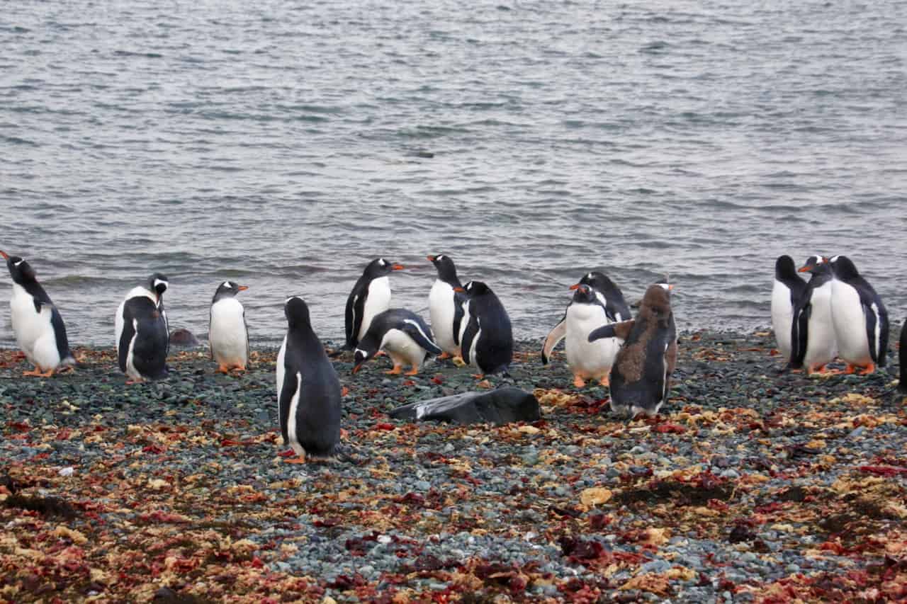Antarctic wildlife - A group of gentoo penguins gather on a beach in Antarctica