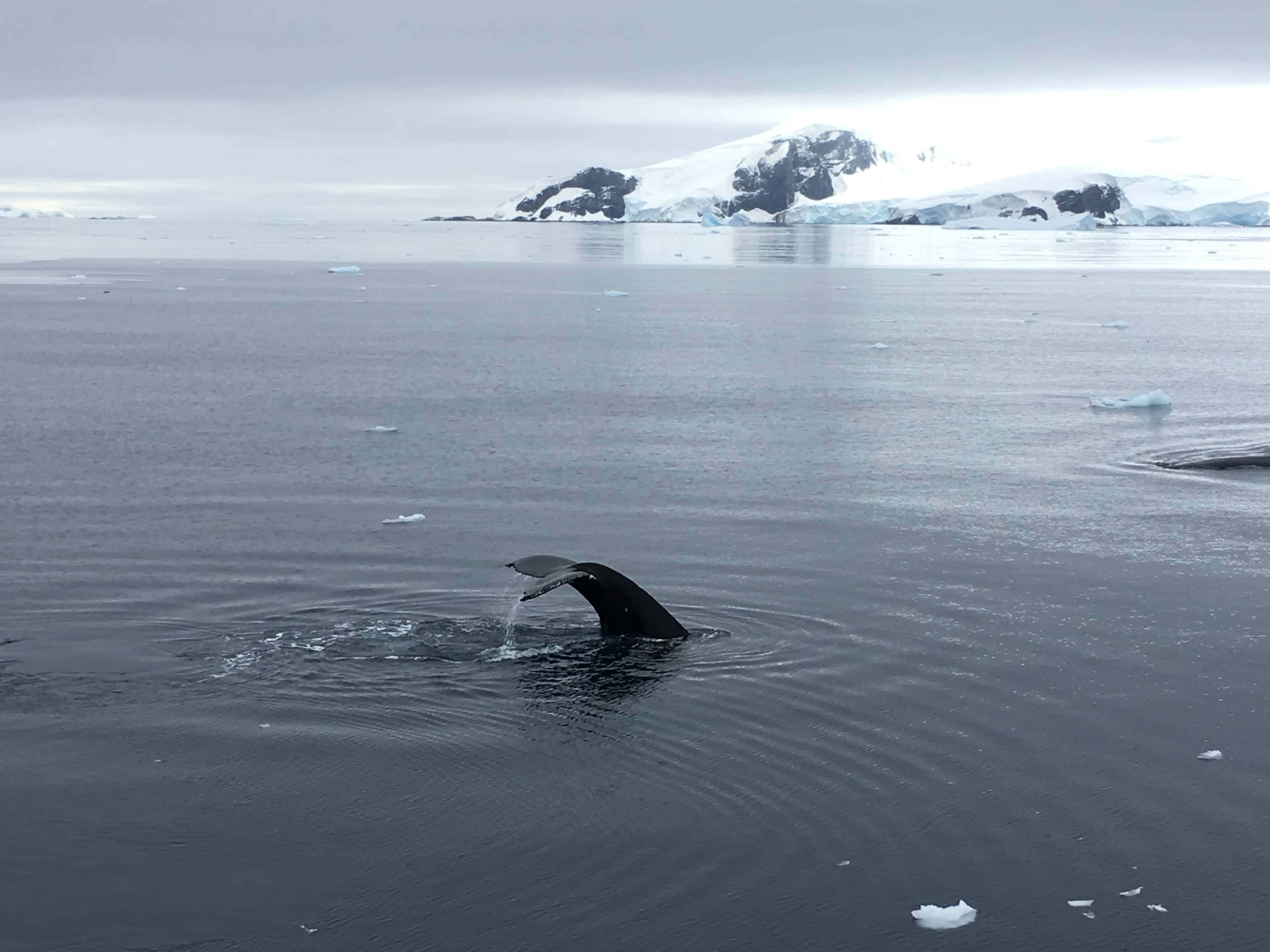 Antarctic wildlife - A humpback whale diving