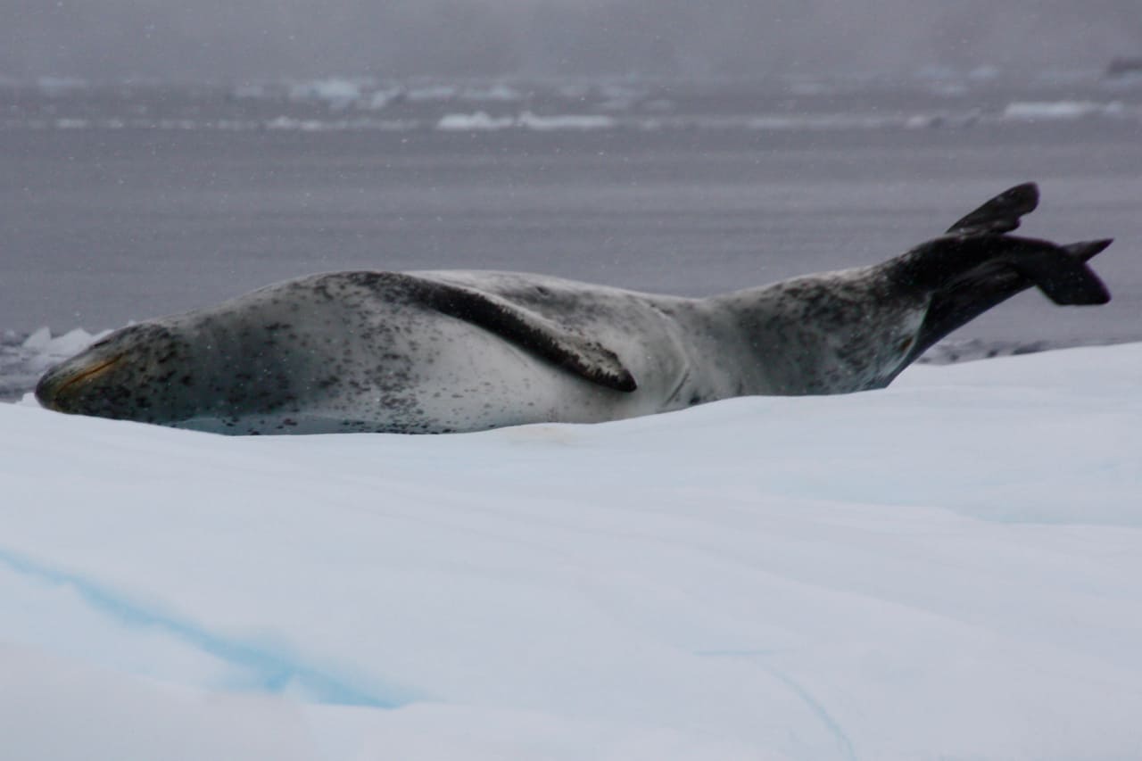 Antarctic wildlife - A fearsome leopard seal sleeps on the ice