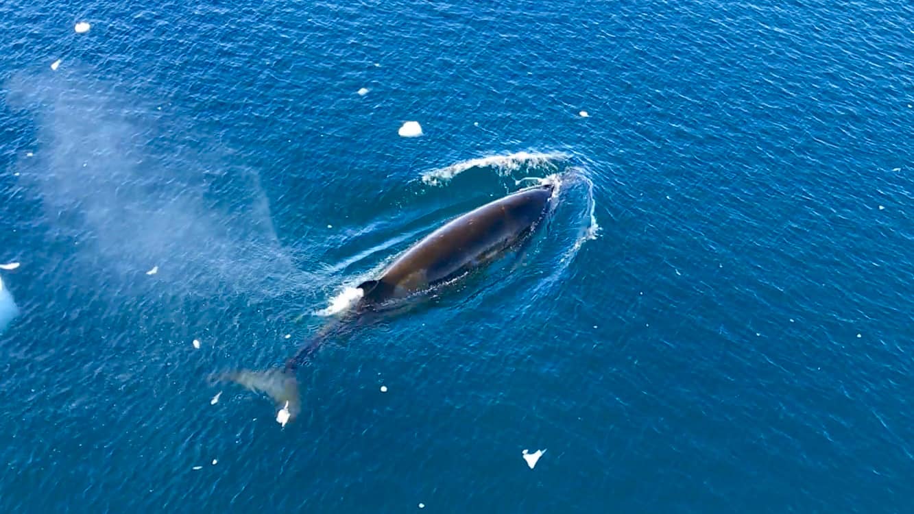 Antarctic wildlife - A Minke Whale speeds past our ship