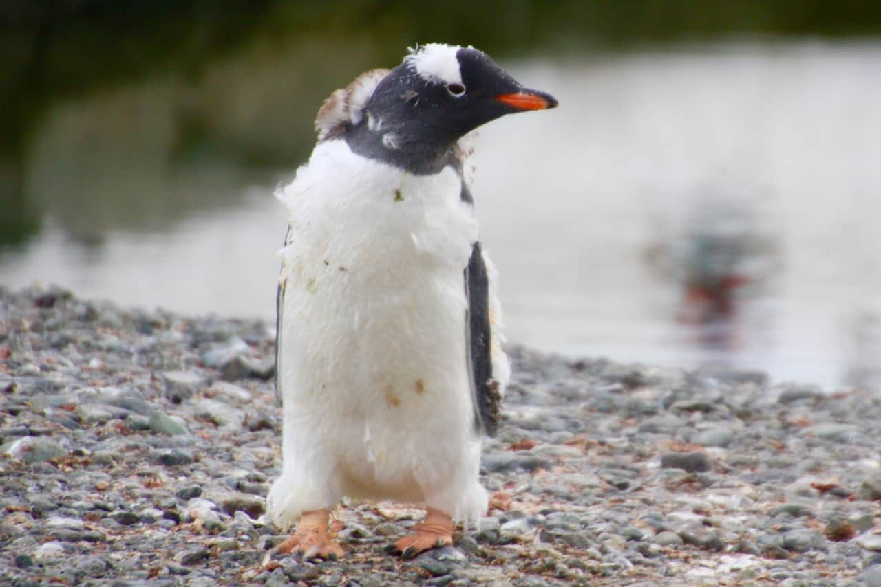 Antarctic wildlife - A scruffy gentoo penguin looks miserable waiting for the molting to end