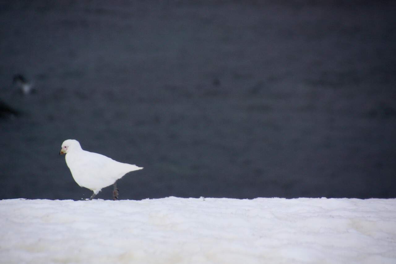 Antarctic wildlife - Snowy Sheathbill