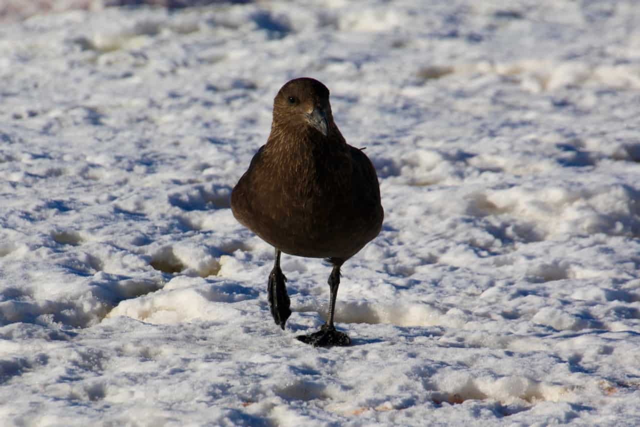 Antarctic wildlife - Antarctic Skua