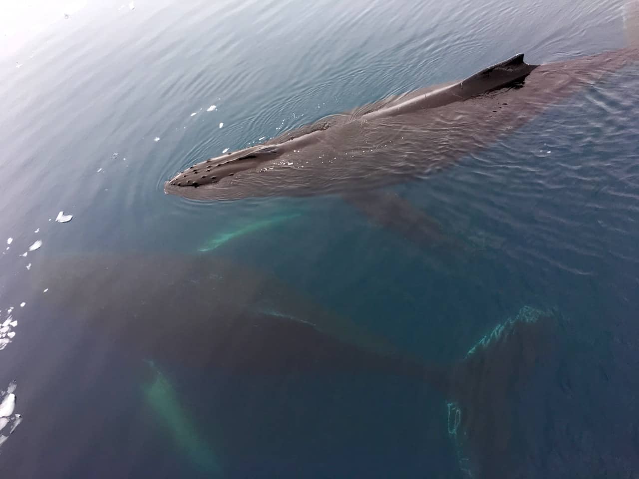 Antarctic wildlife - Two humpback whales get close to our expedition ship