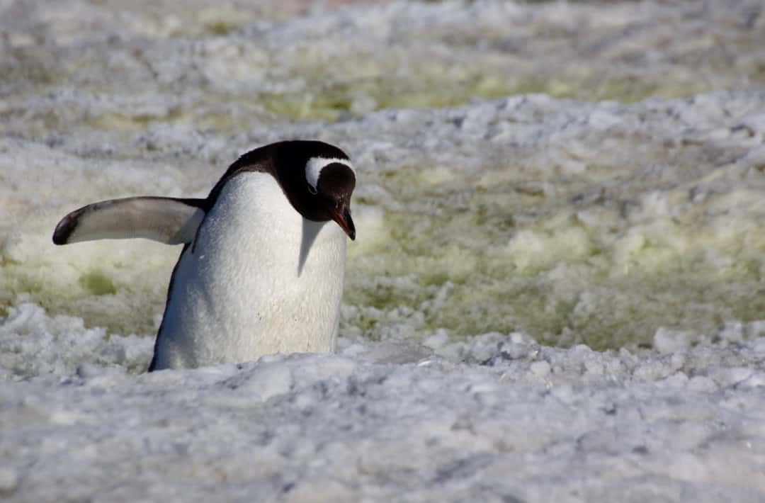 A Gentoo penguin walks across greenish snow towards the end of the Antarctica cruise season.