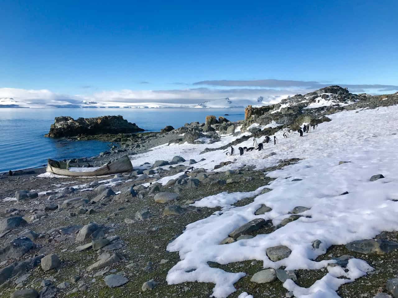 Penguins gather on the snow above the rocky shore at Half Moon Island in Antarctica.