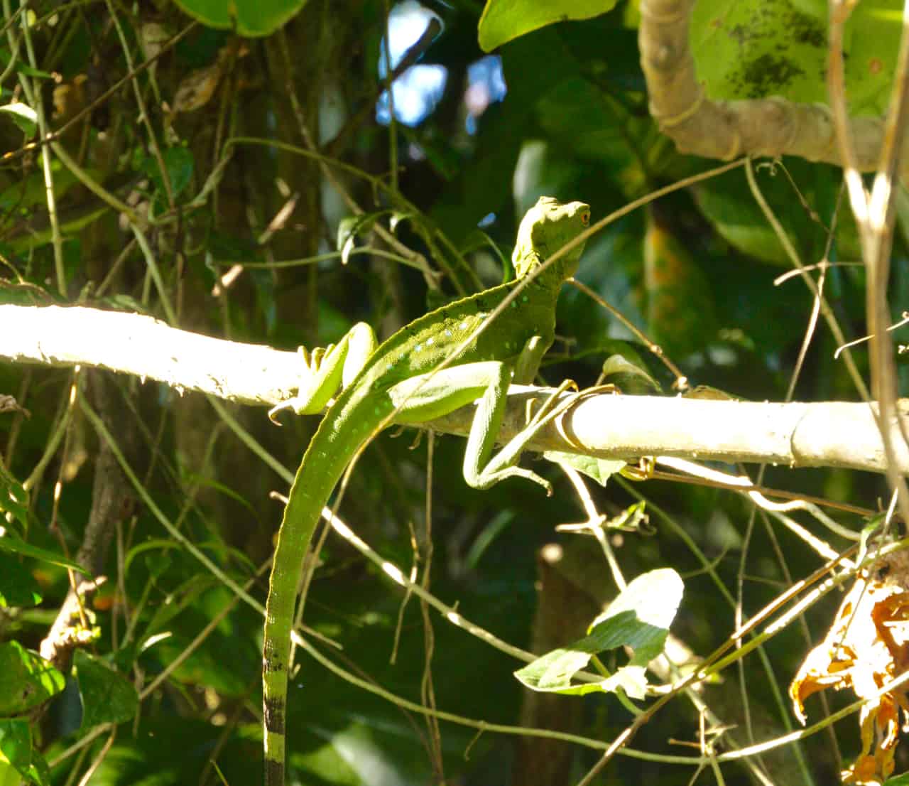 A female green basilisk rests on a branch in Tortuguero, one of the most biodiverse parks in Costa Rica.