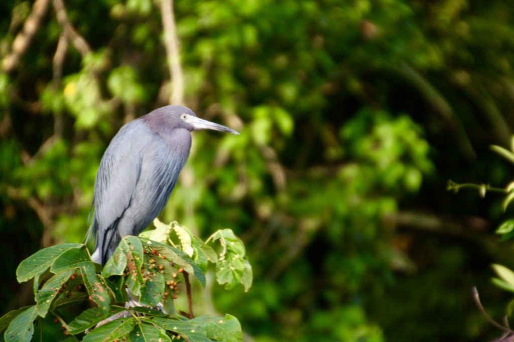 Tortugueron kansallispuisto-Heron