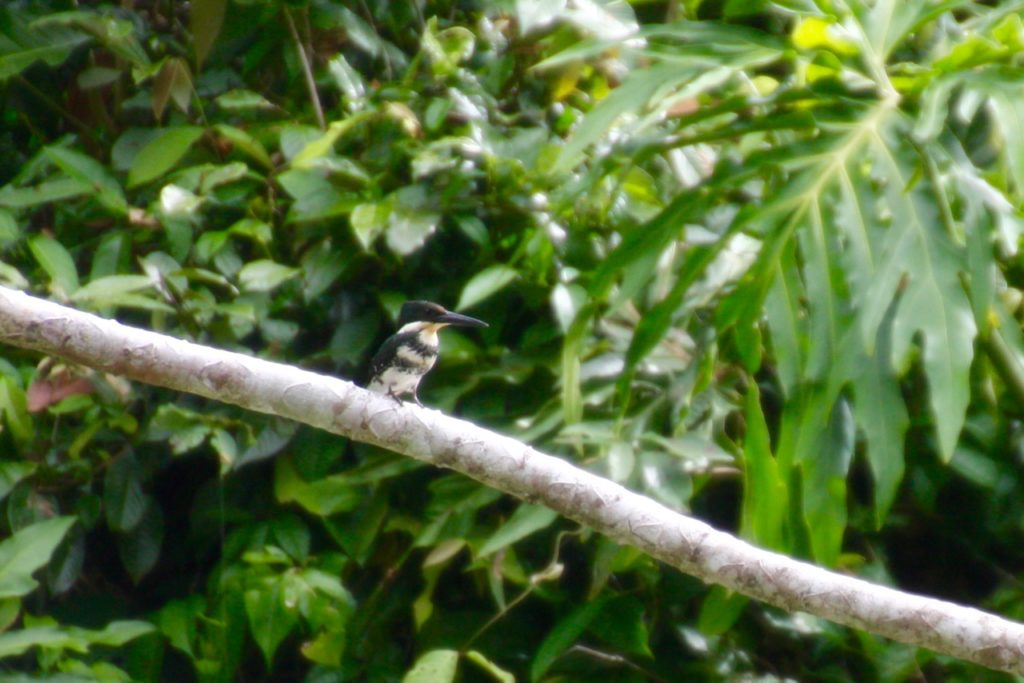 Tortuguero National Park - Kingfisher