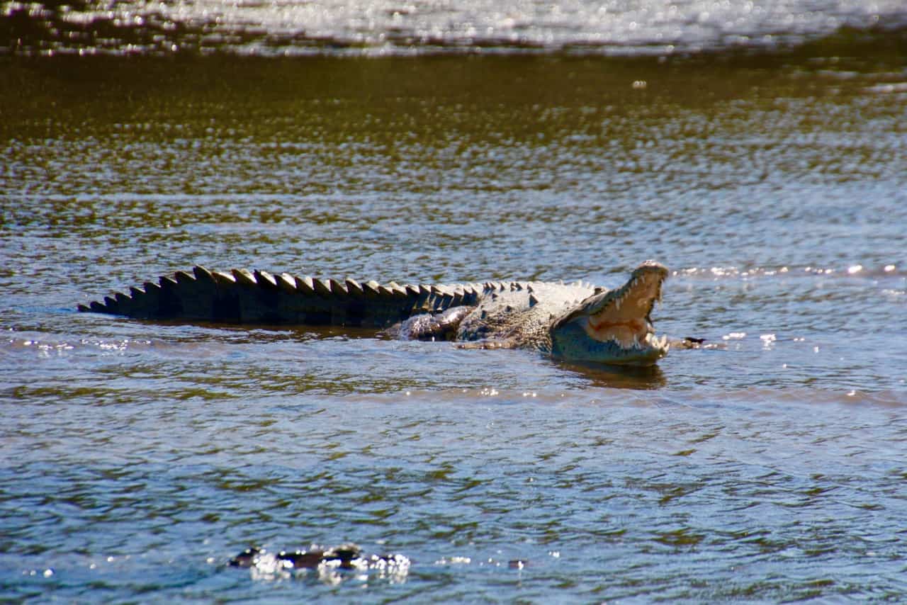 A large caiman bears his teeth