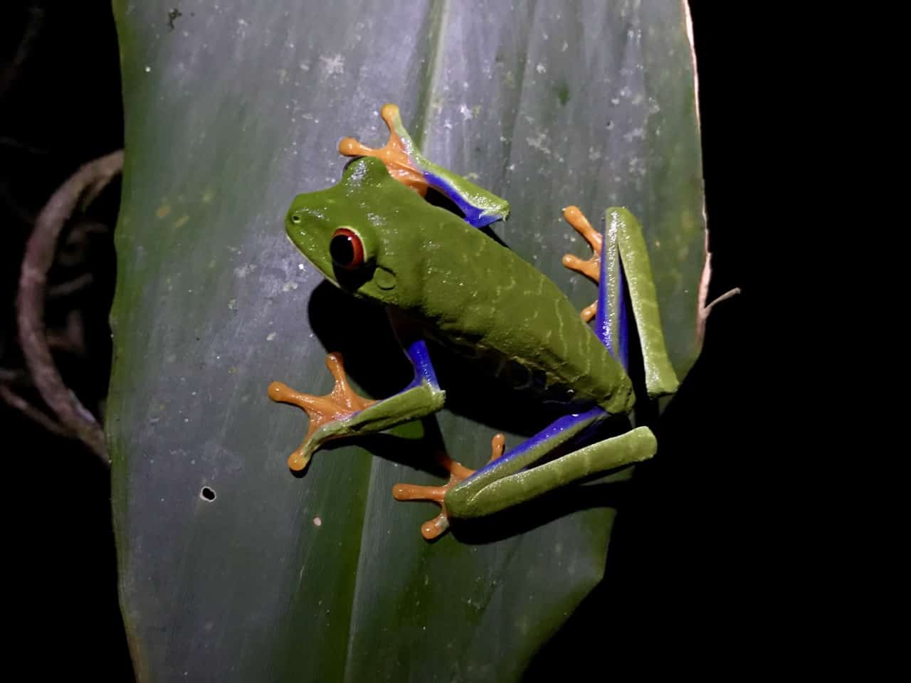  Une grenouille aux yeux rouges est assise sur une feuille lors d'une promenade nocturne dans le parc national de Tortuguero.