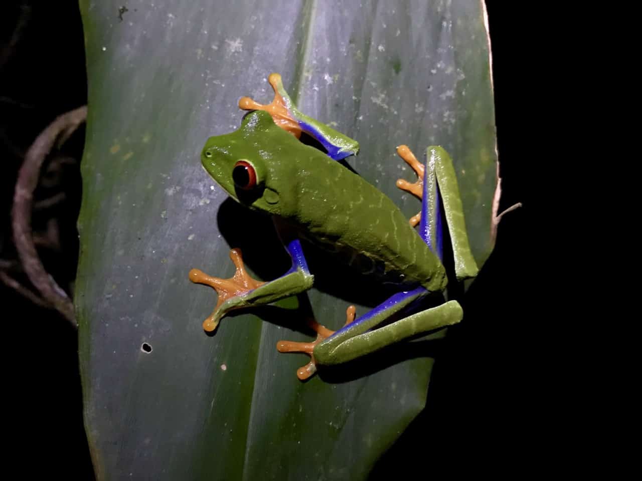 een roodogige boomkikker zit op een blad tijdens een nachtwandeling in Tortuguero National Park.